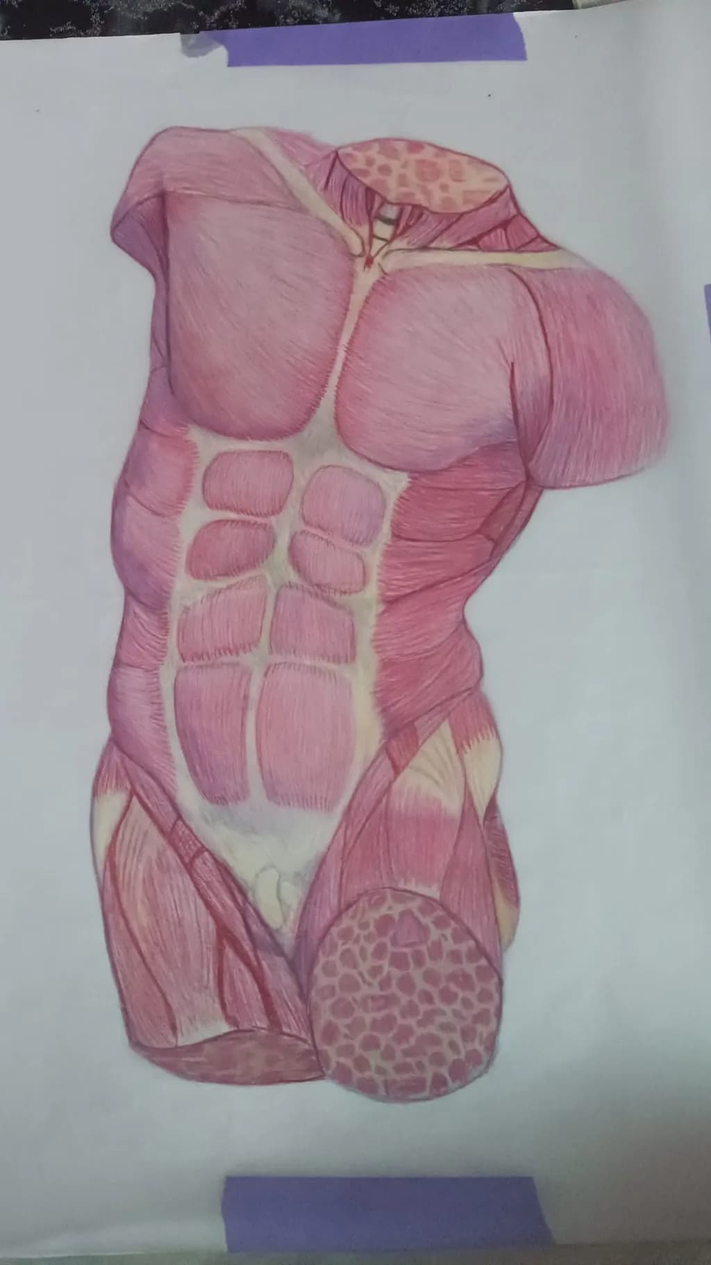 Muscle Symphony: A Detailed Torso Illustration Celebrating Human Anatomy