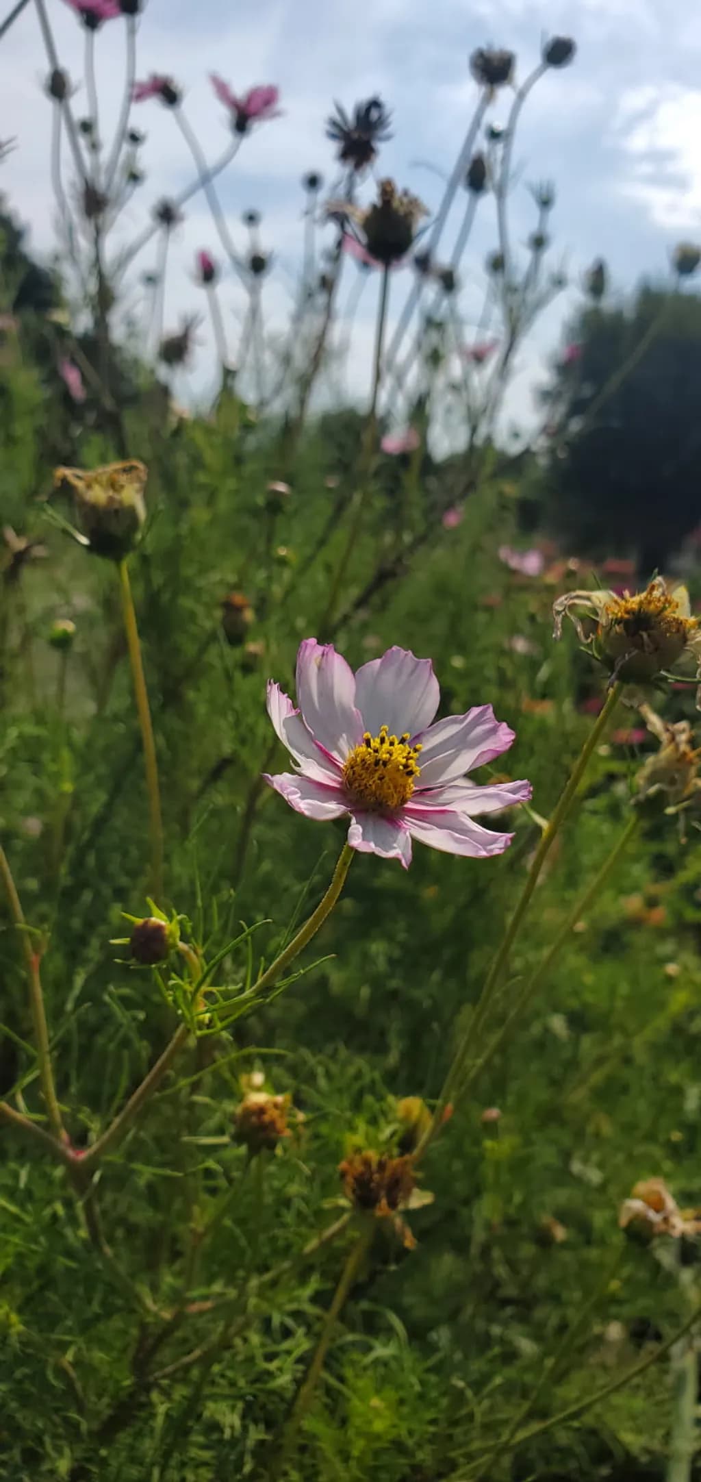 Fading Bloom