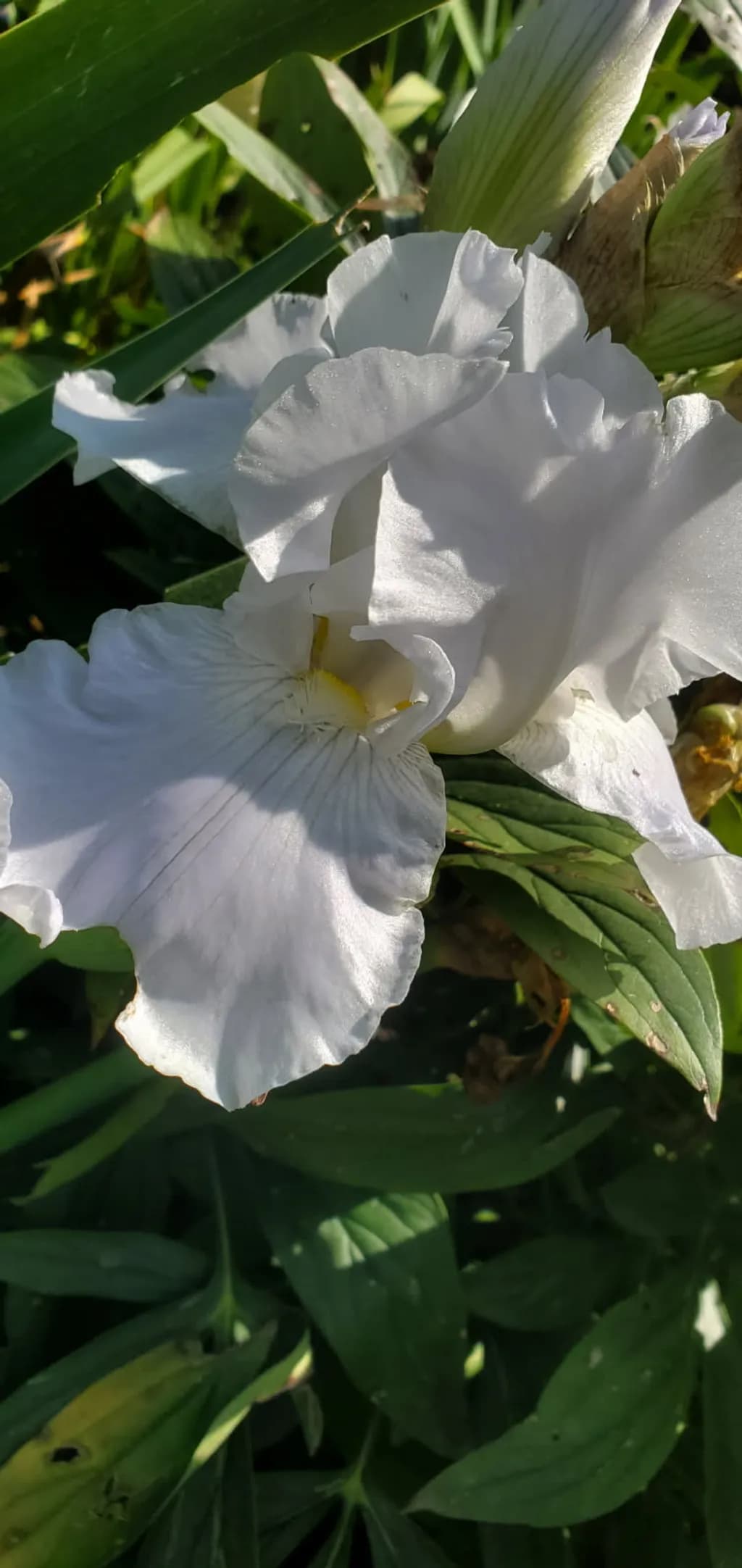White Iris Bloom