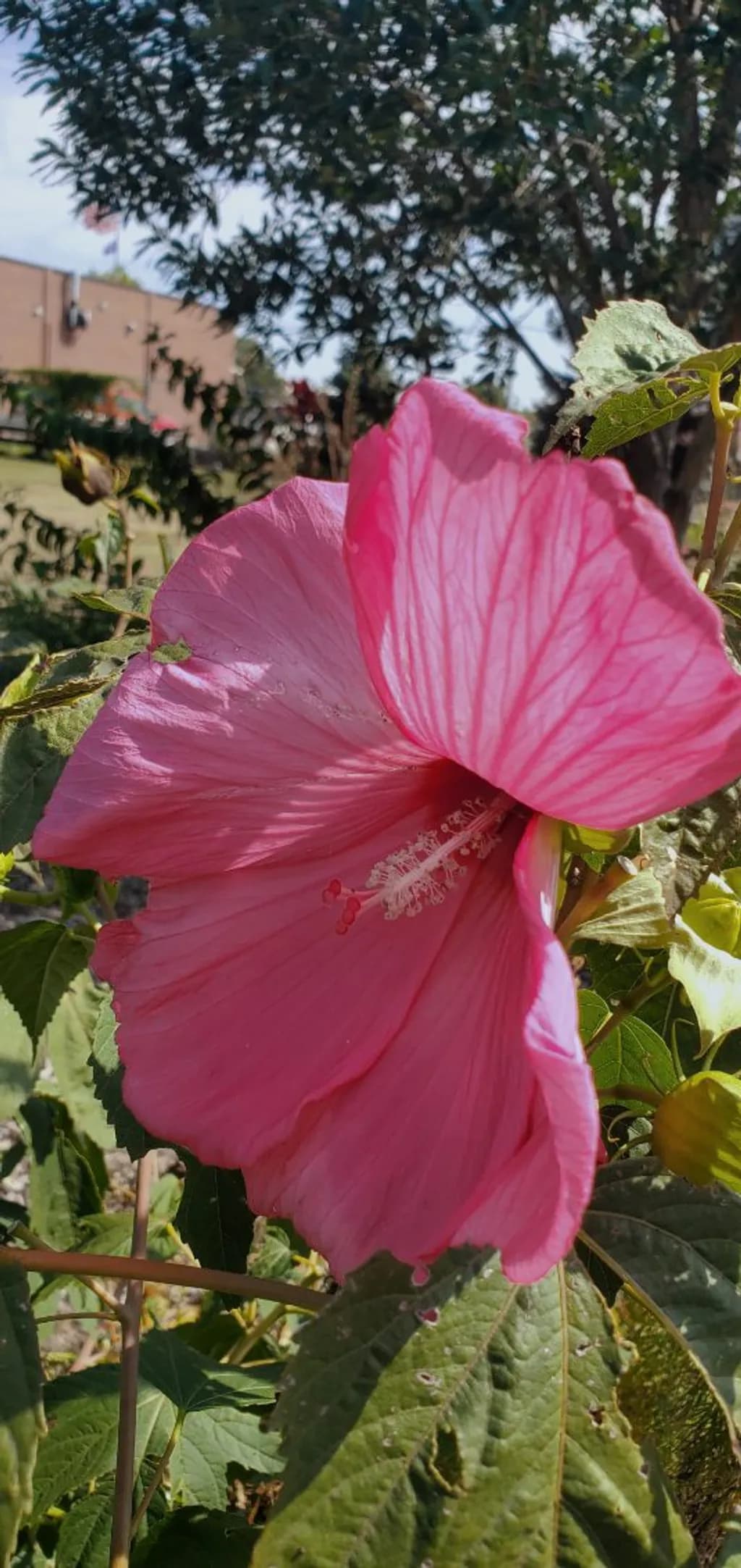 Pink Hibiscus Bloom