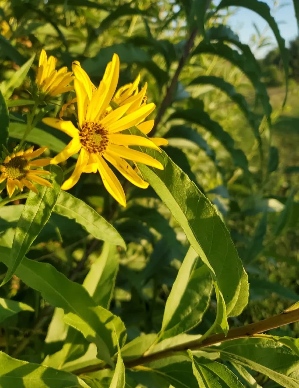 Golden Bloom