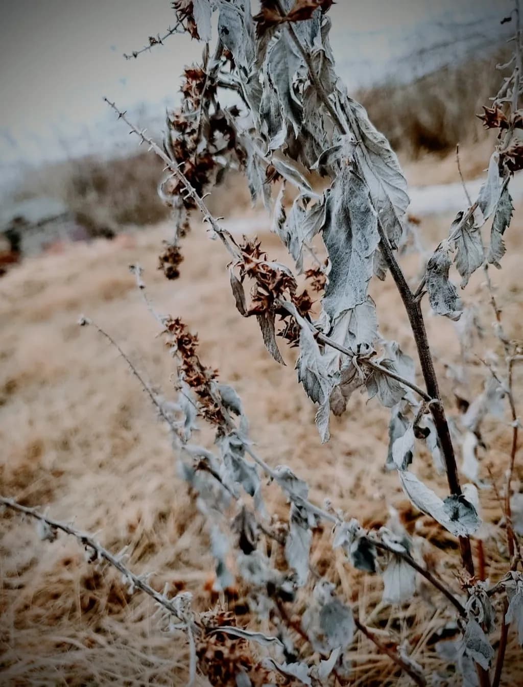 Frosted Remnants