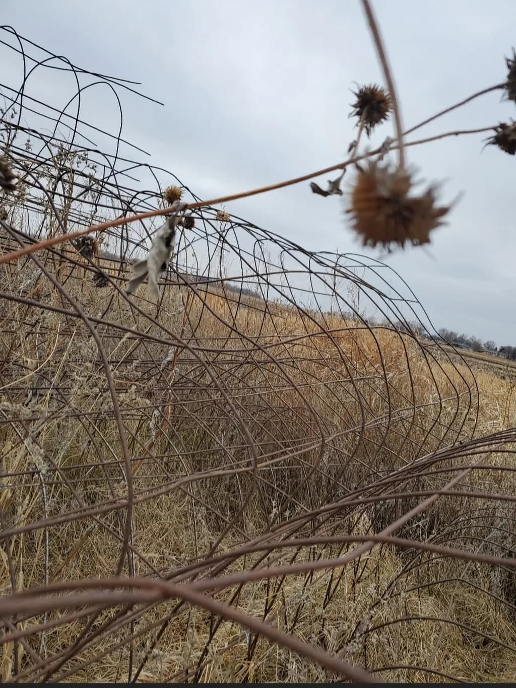 Rustweed Horizon