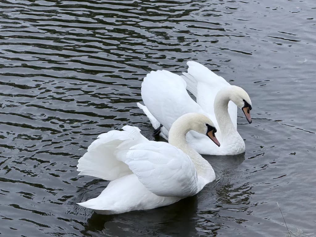 Serenity in Motion: Graceful Swans Gliding Across Tranquil Waters
