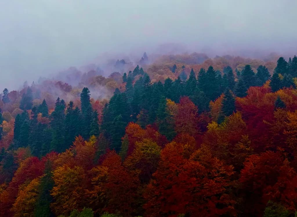 Whispers of Autumn: A Misty Forest Embrace in Vibrant Colors
