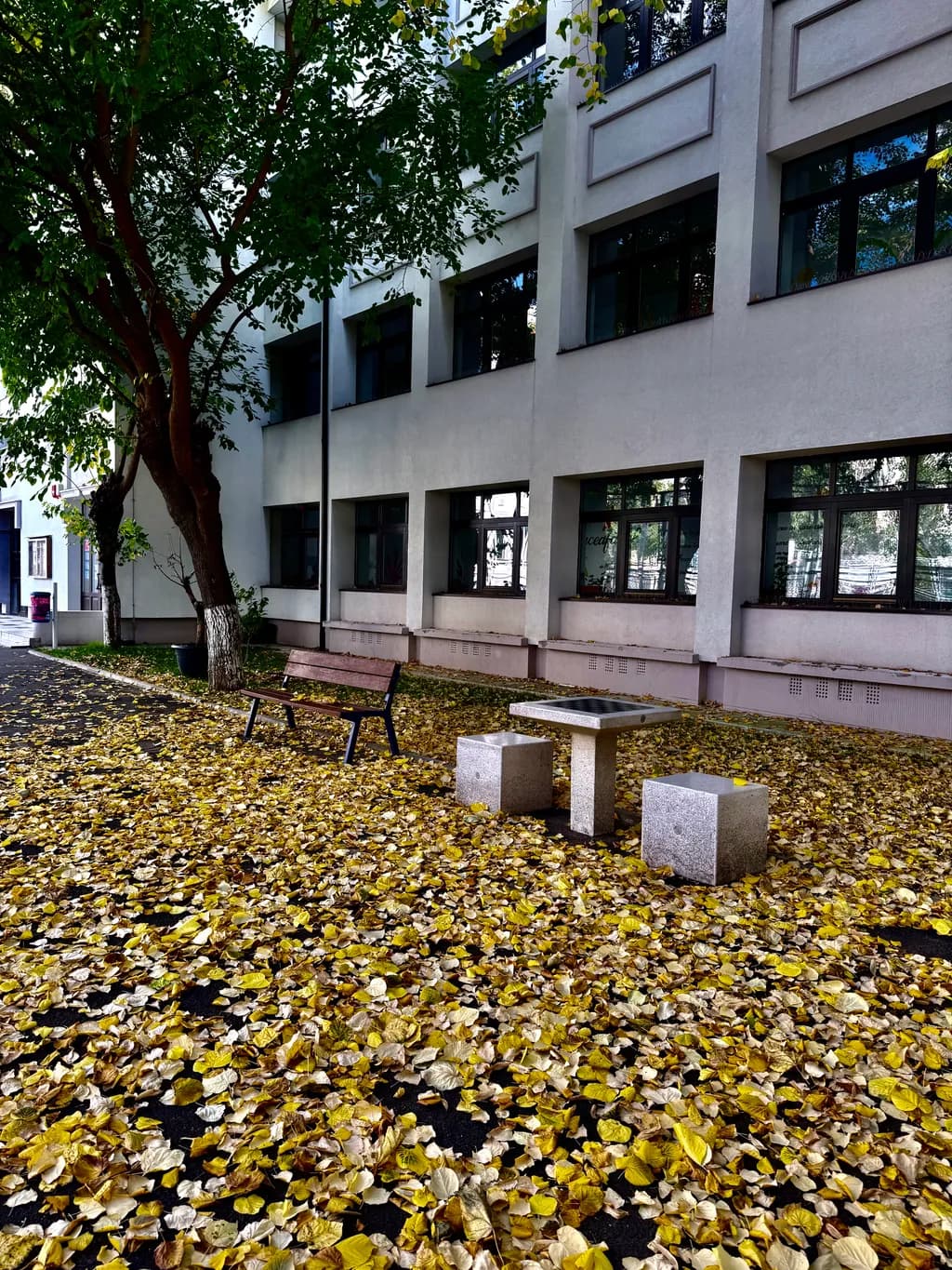Autumn Serenity: A Tranquil Park Scene Blanketed in Golden Leaves