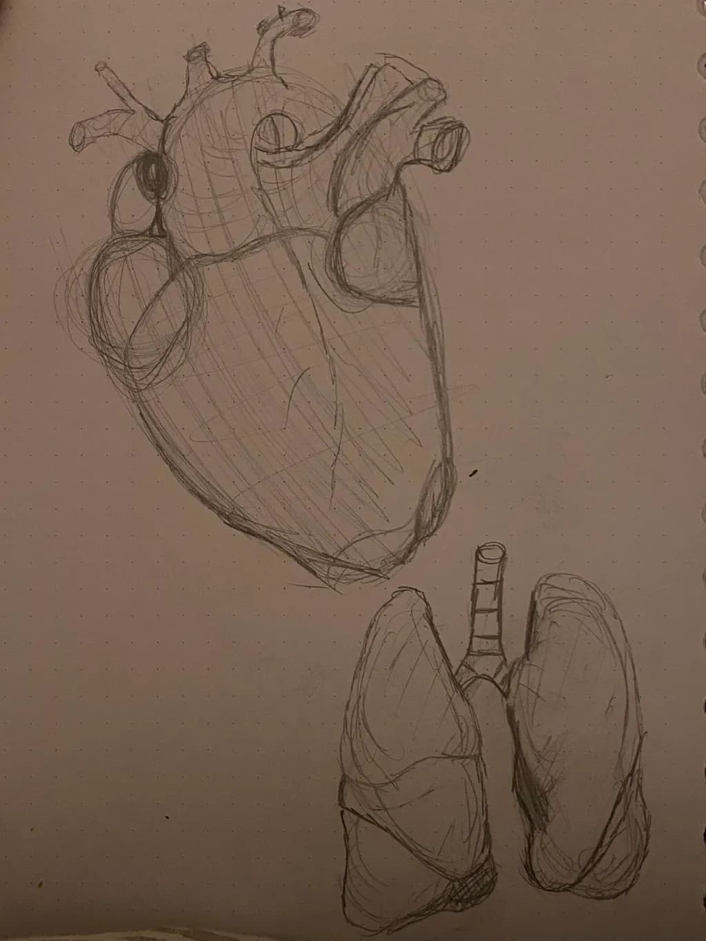 Heart and Lungs: A Study of Life's Vital Organs in Sketch Form