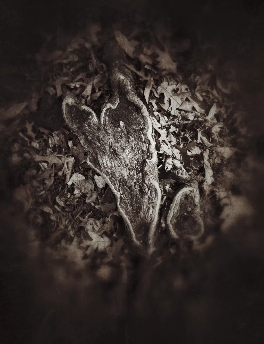 Nature's Embrace