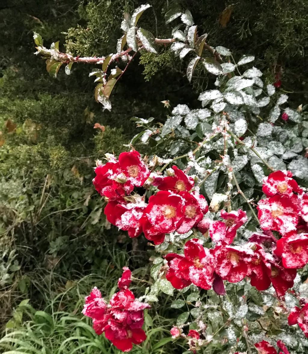 Snow-Kissed Roses