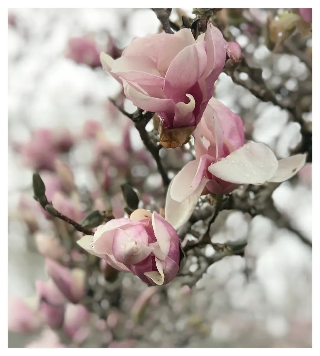 Magnolia Bloom