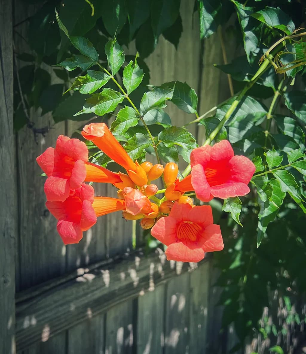 Crimson Blooms