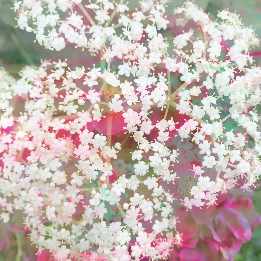 Flower Dreams