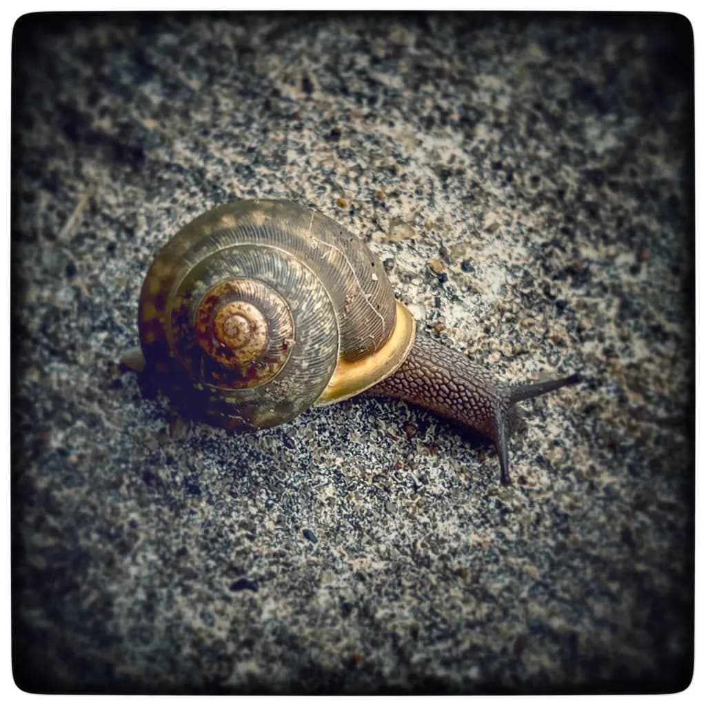 Golden Spiral