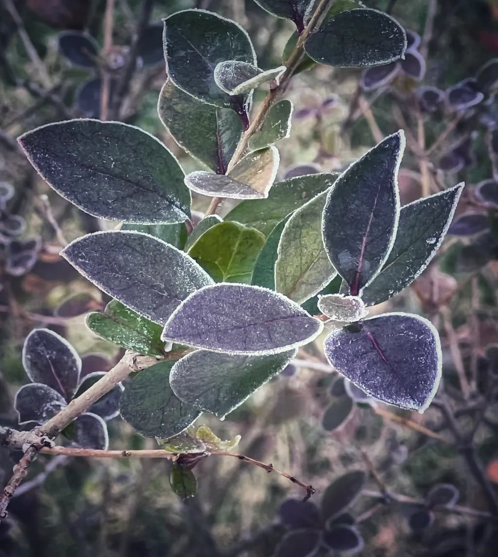 Frosted Leaves
