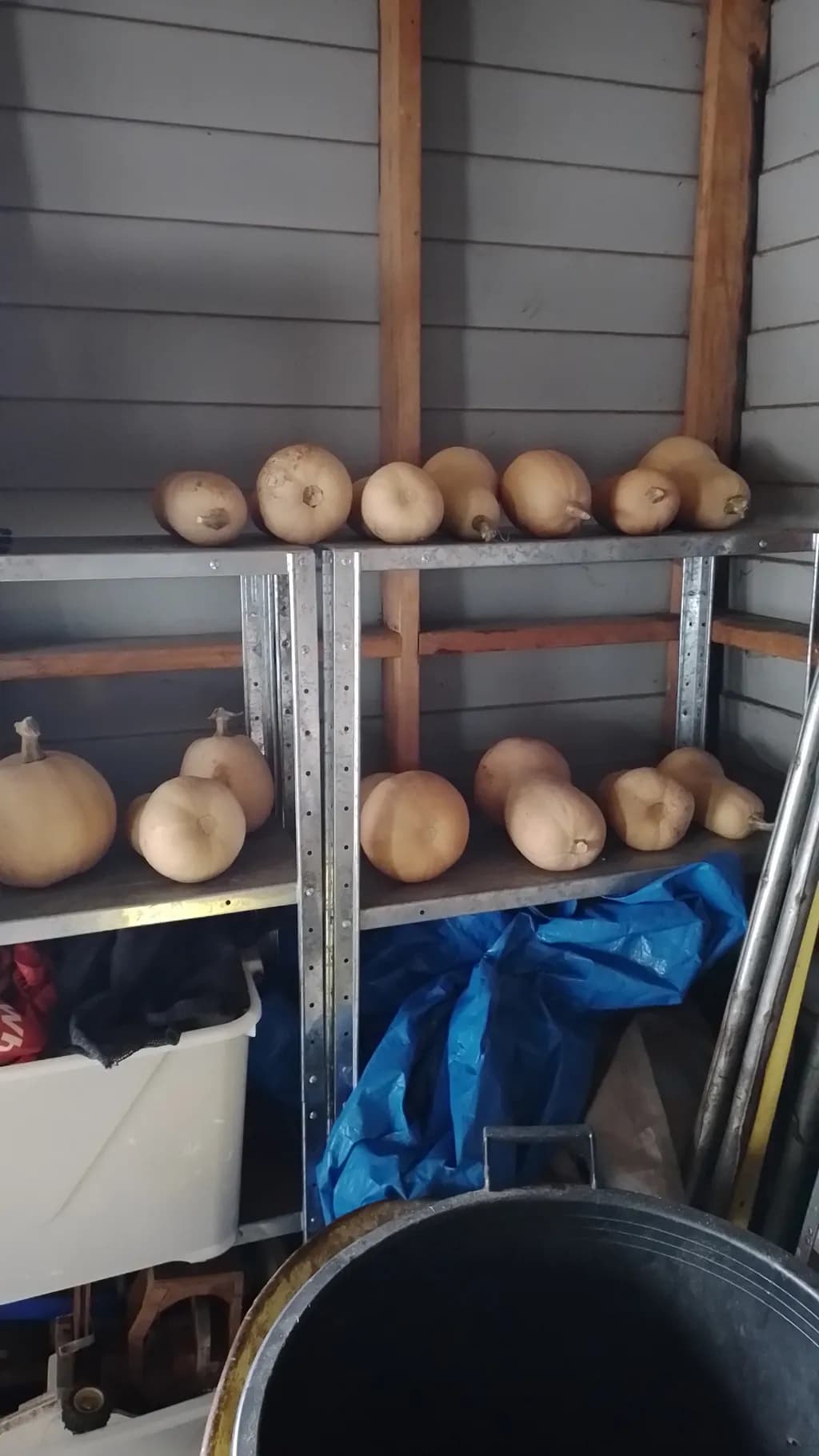 Butternut Shelf Collection