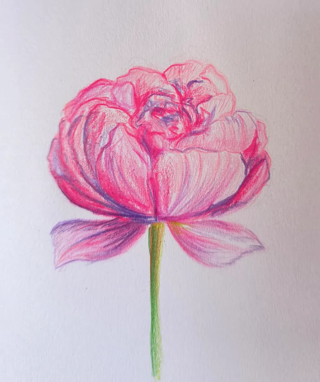 Delicate Rose: A Colorful Embrace of Nature's Beauty
