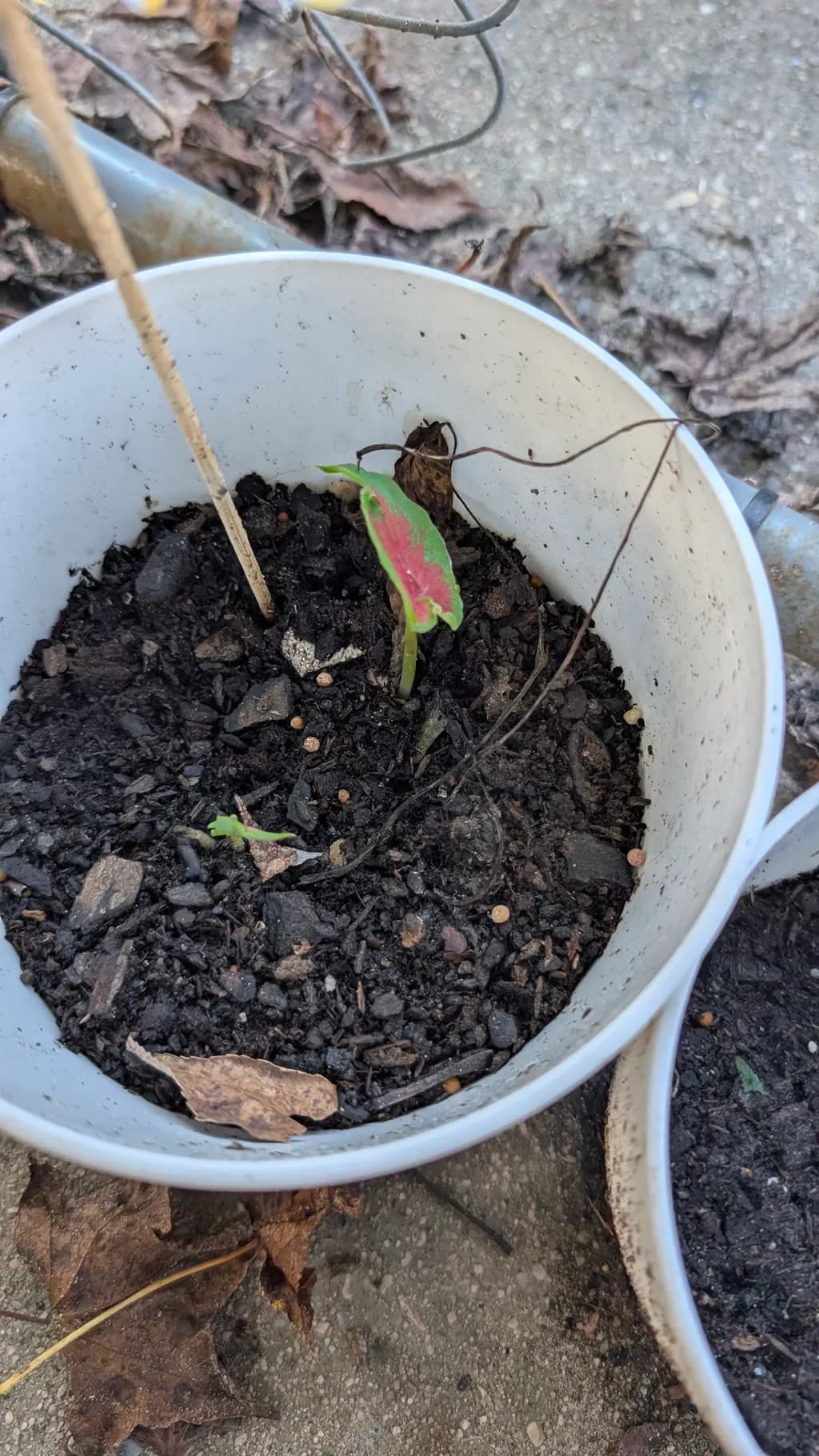 Emerging Life: A Seedling's Journey Through Soil and Growth
