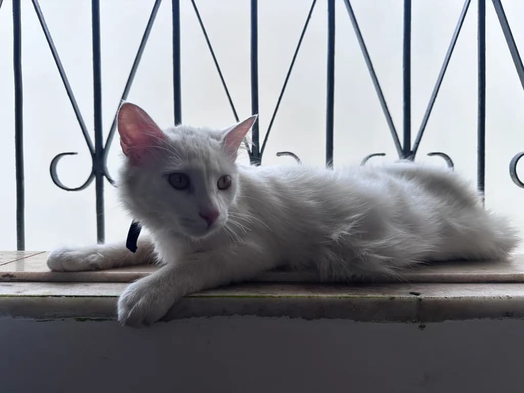 Quiet Companion