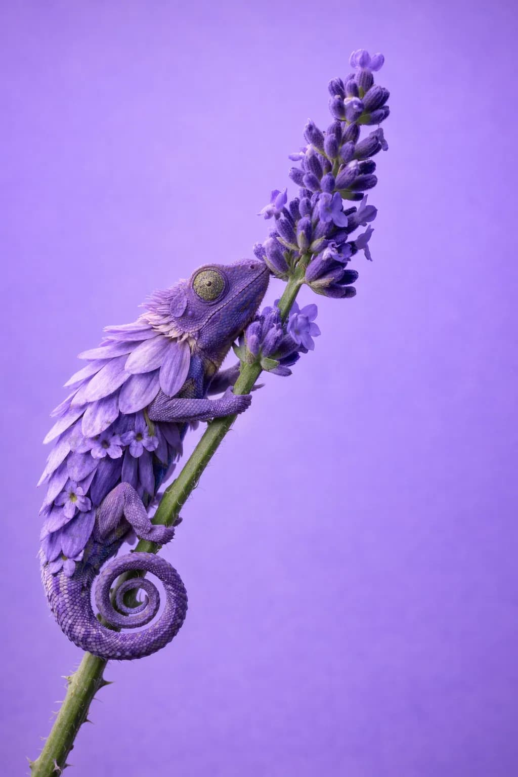 Lavender Camouflage