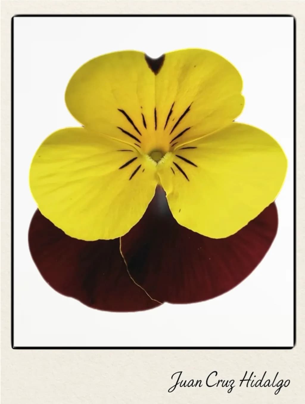 Yellow Maroon Pansy