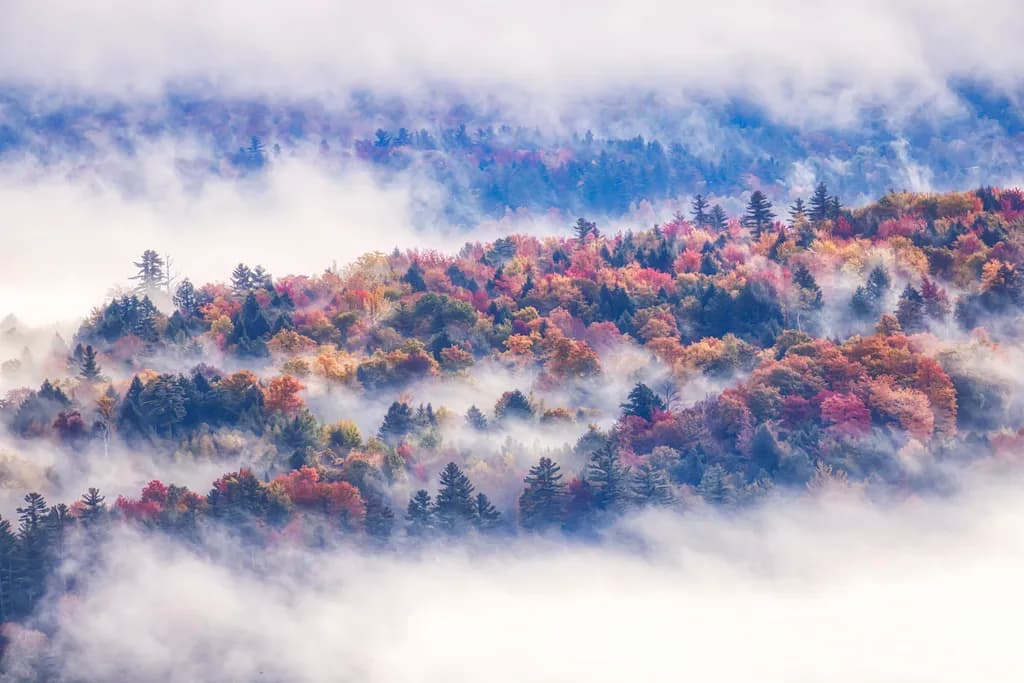 Autumn Mistscape