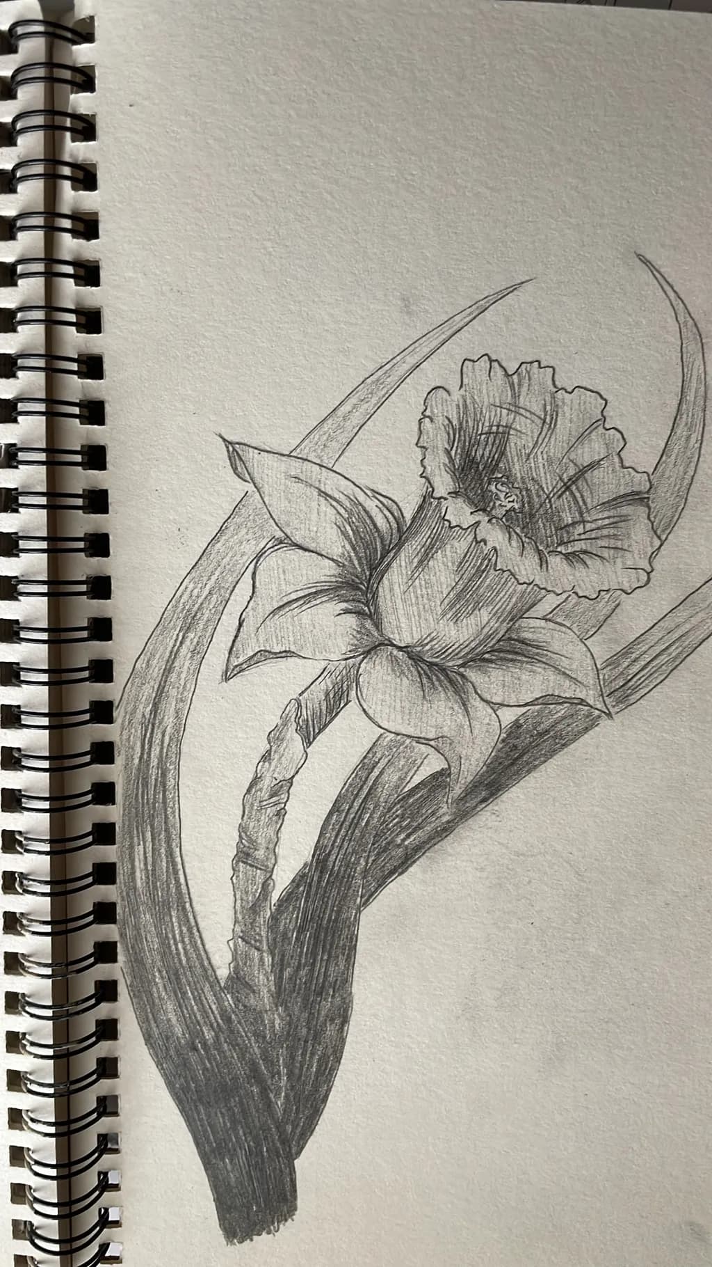 Daffodil Bloom