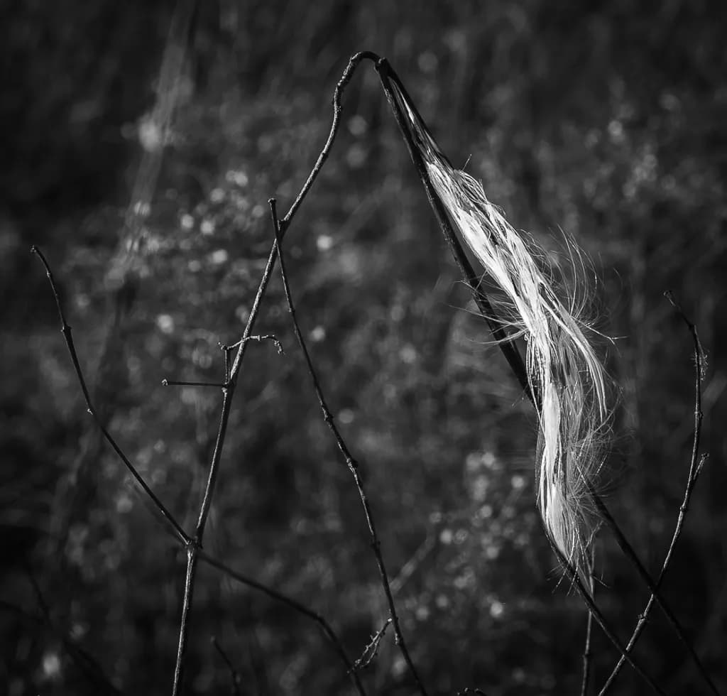 Whispy Branches