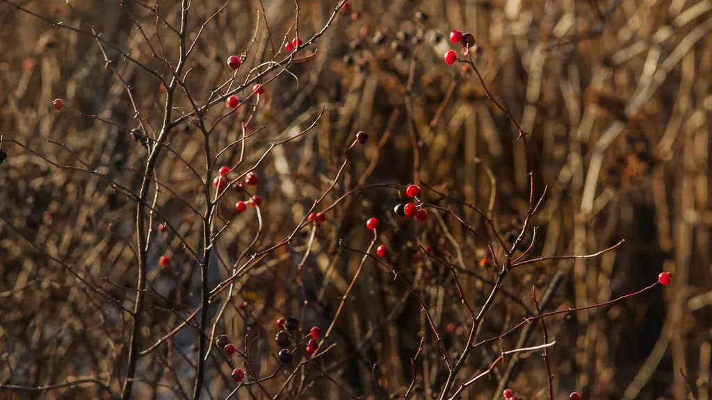 Berry Berry Interesting