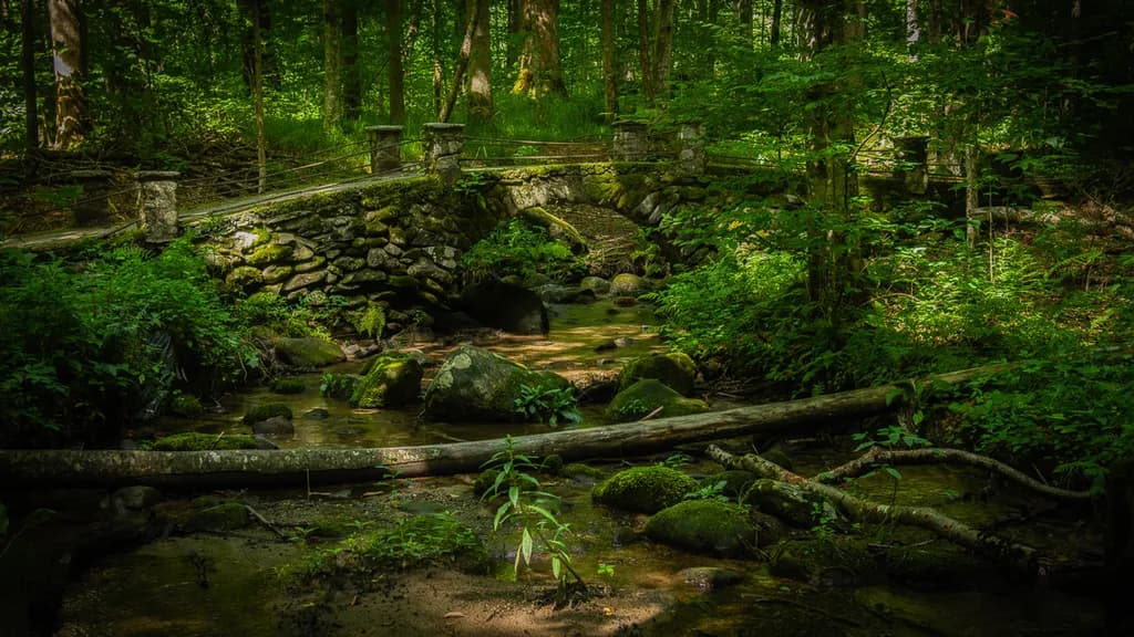 Stone Bridge in Forest Stream