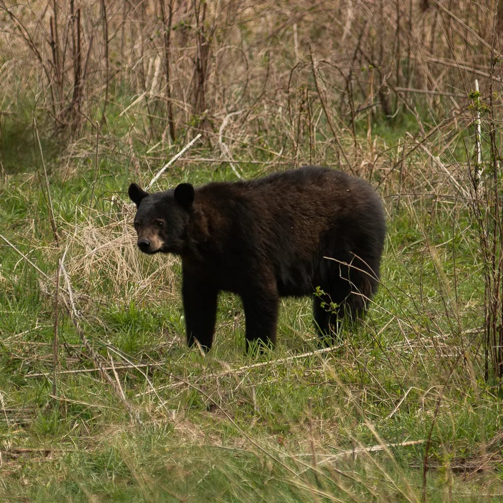 Black Walnut Watcher