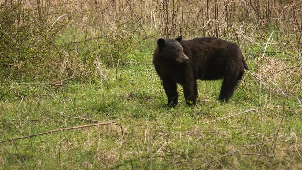 Curious Black Bear
