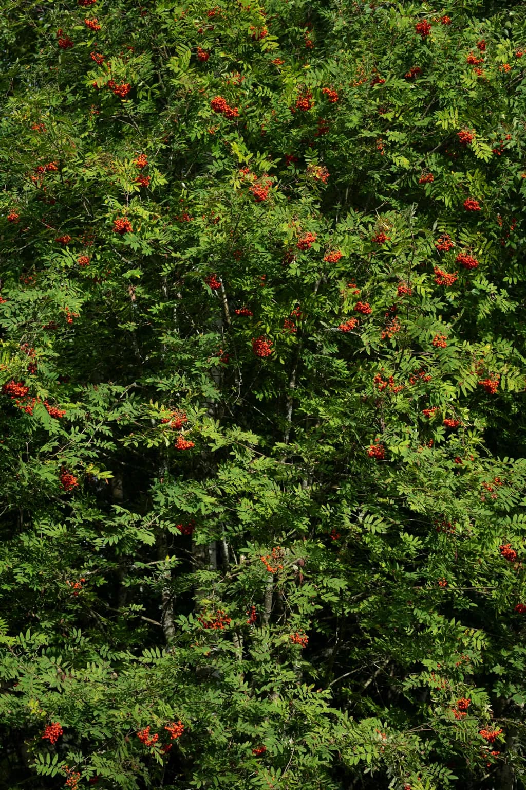 Vibrant Abundance: A Celebration of Nature's Foliage and Berries