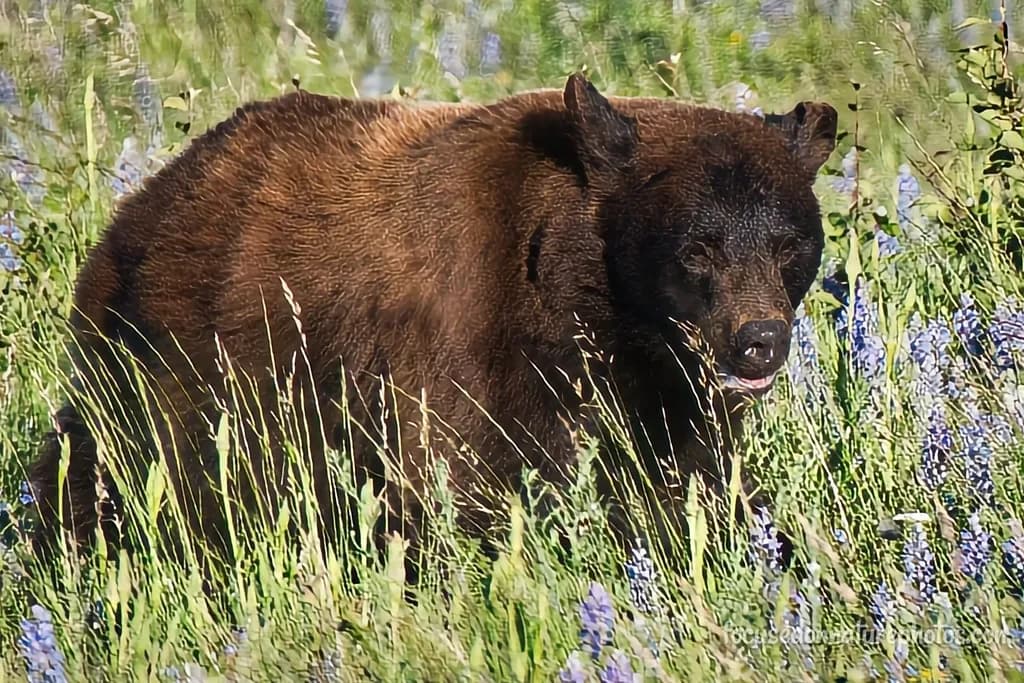 Brown Bear in Bloom