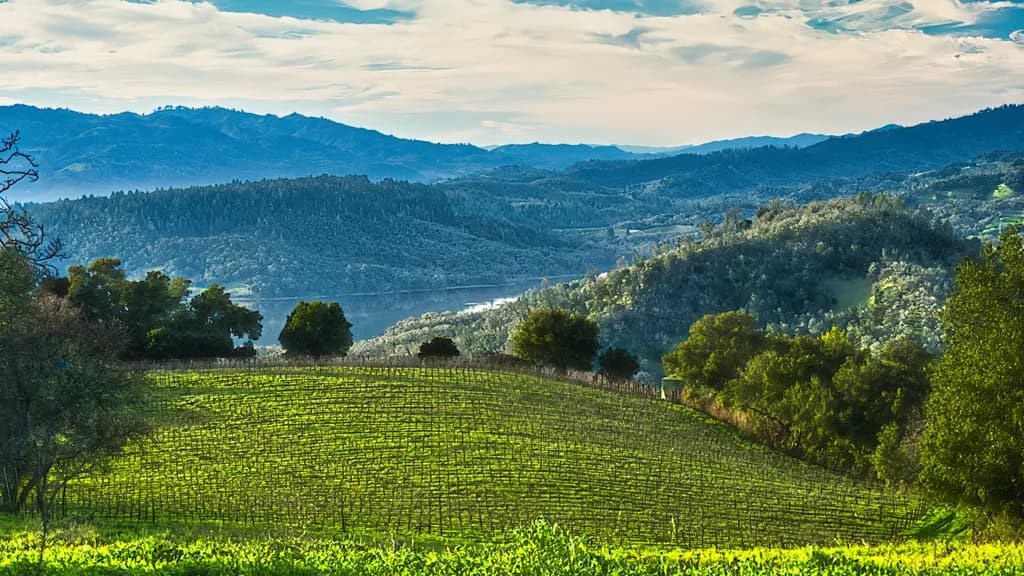 Vistas Beyond the Vineyards