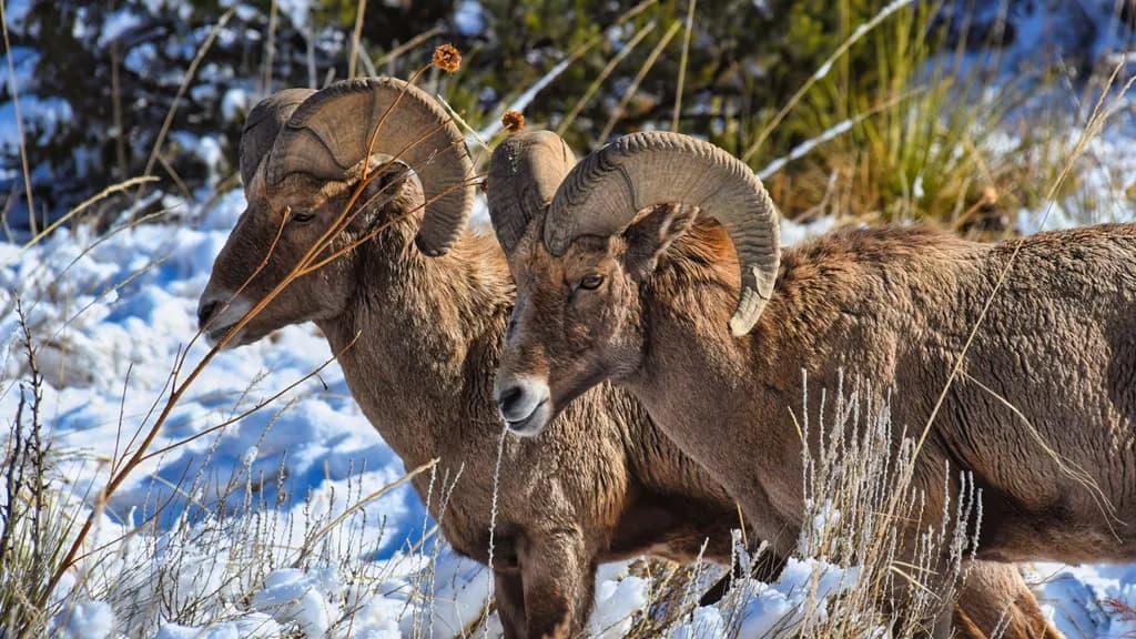 Bighorn Sheep Encounter