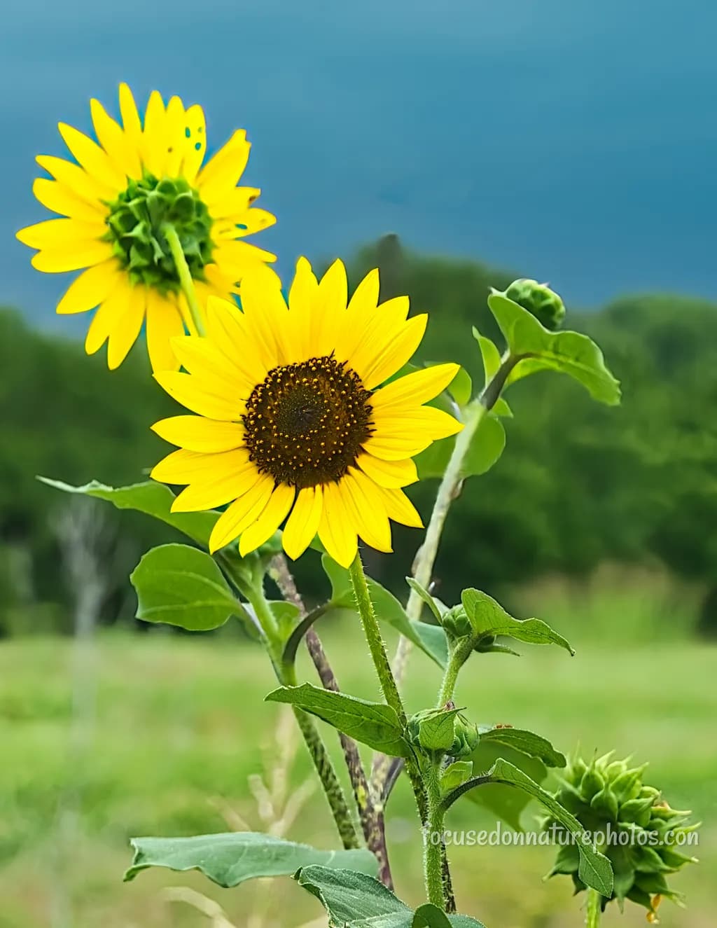Old Aledo Road Sunflowers