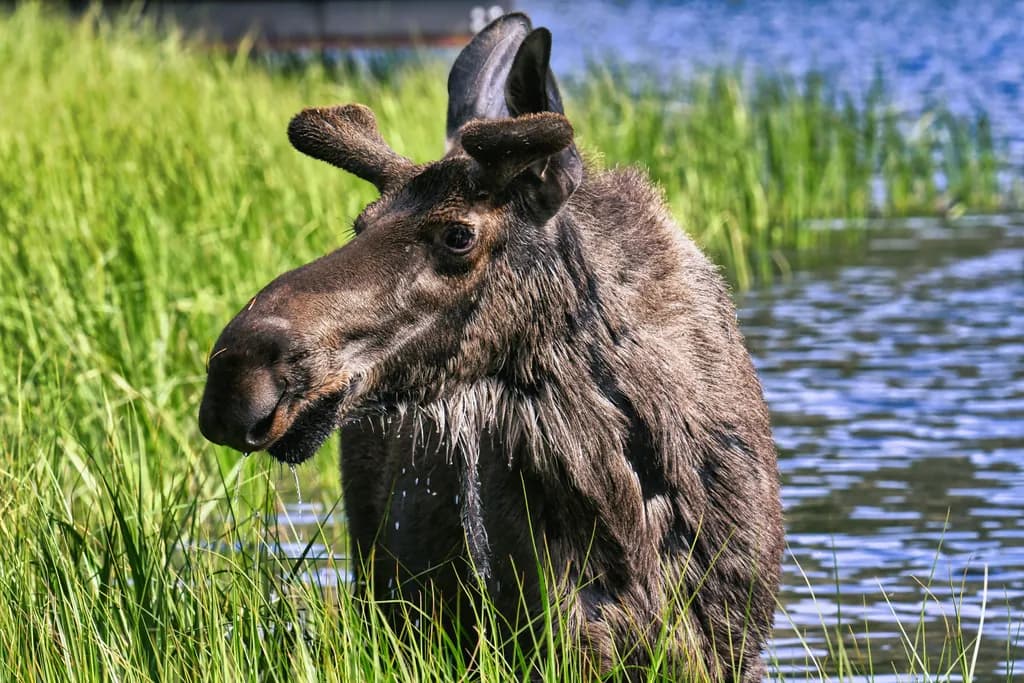 Bull Moose at Sprague Lane