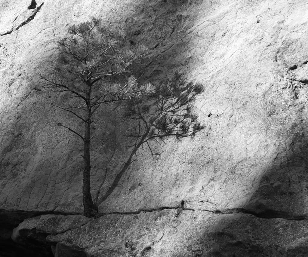 Textured Noir Tree