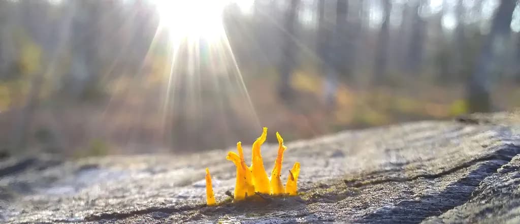 Proud Little Lichen