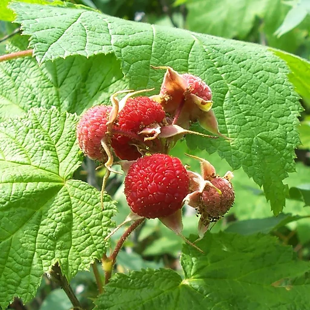 Berry Patch Treasure