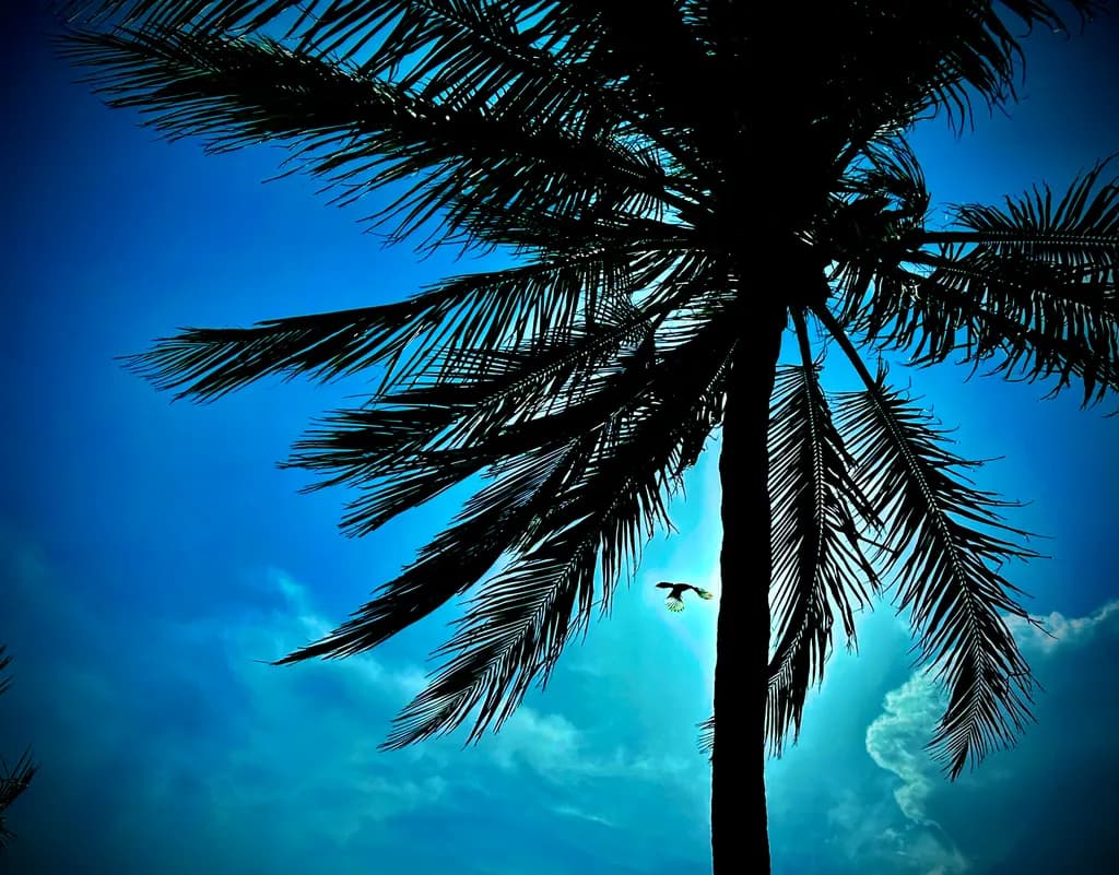 Palm Silhouette Flight