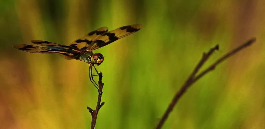 Dragonfly Perch