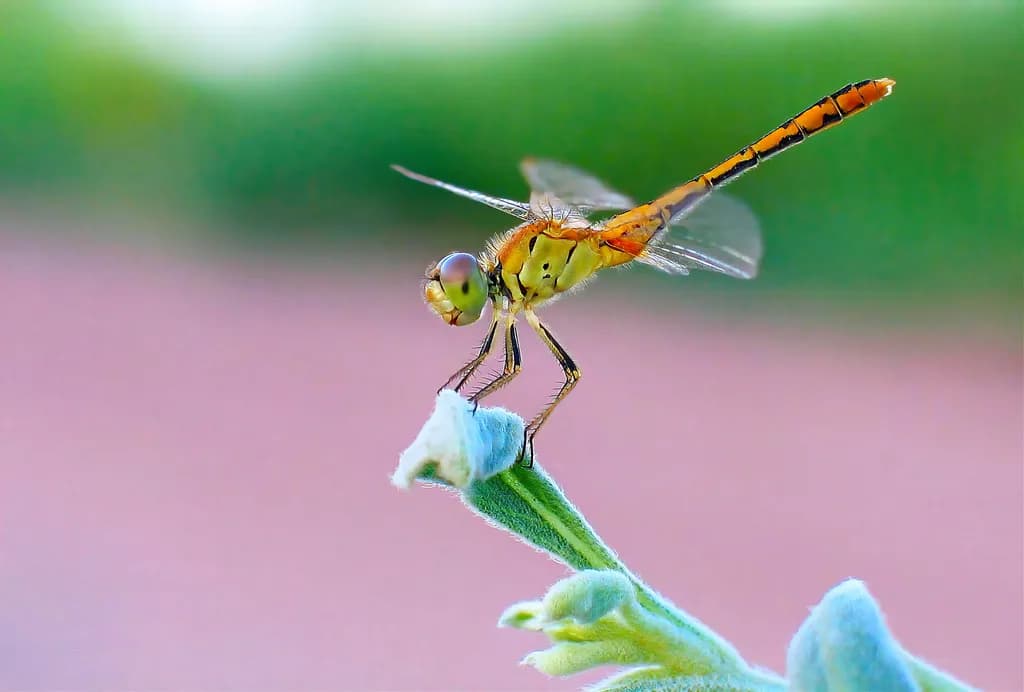 Dragonfly Elegance