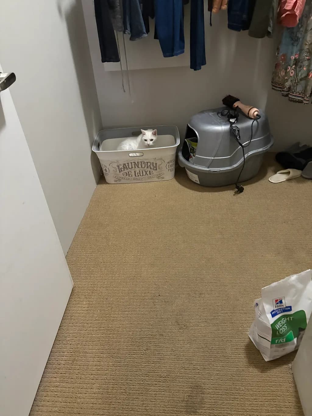 Whiskers in the Laundry: A Cat's Cozy Hideaway in a Cluttered Closet