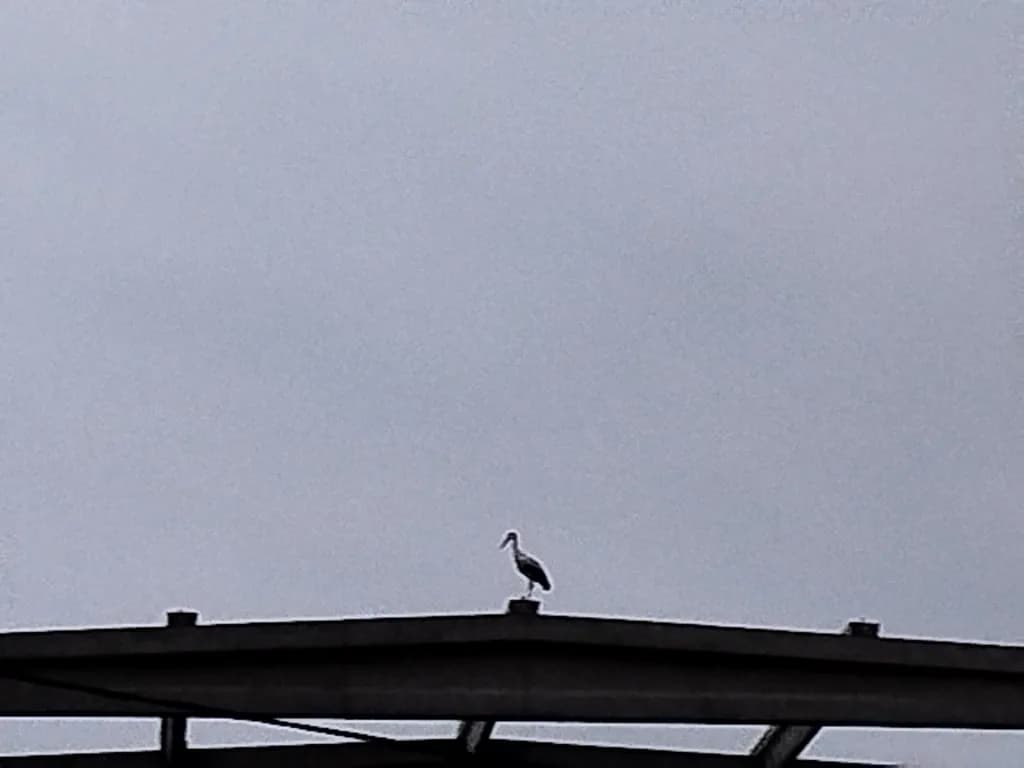 Silent Watcher: A Stork's Solitude Against the Gray Sky