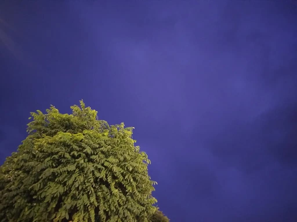 Whispers of Twilight: A Lush Green Canopy Against the Deepening Indigo Sky