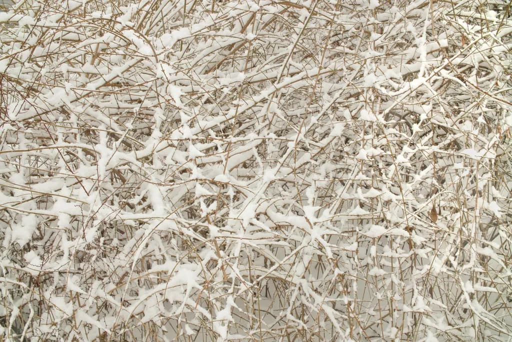 Snowy Branches