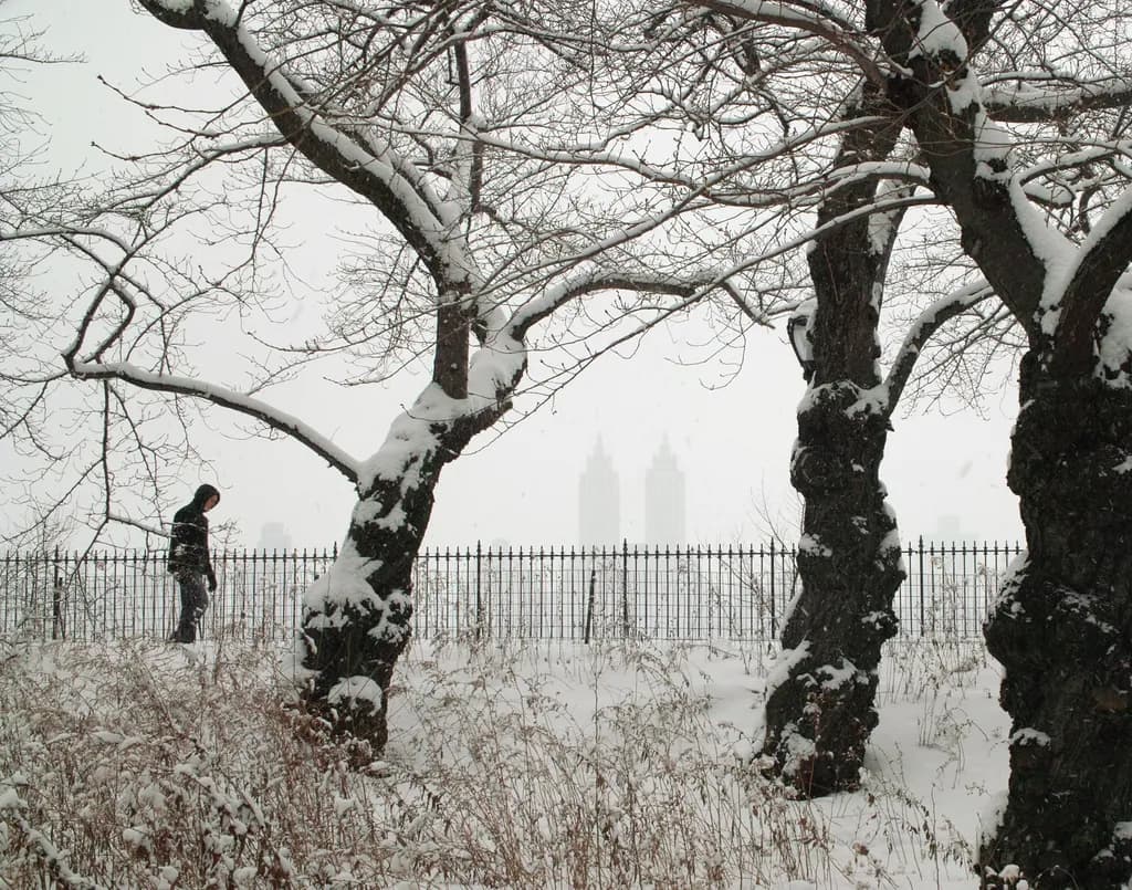 Snowy Silhouette