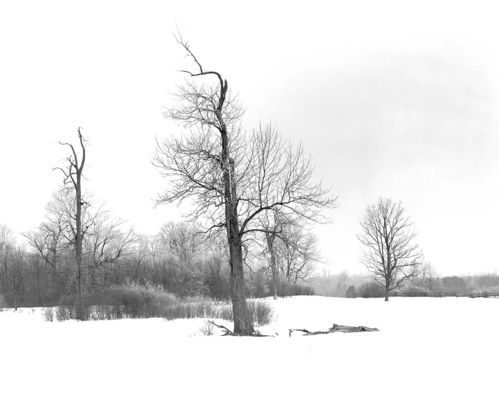 Winter Silhouettes