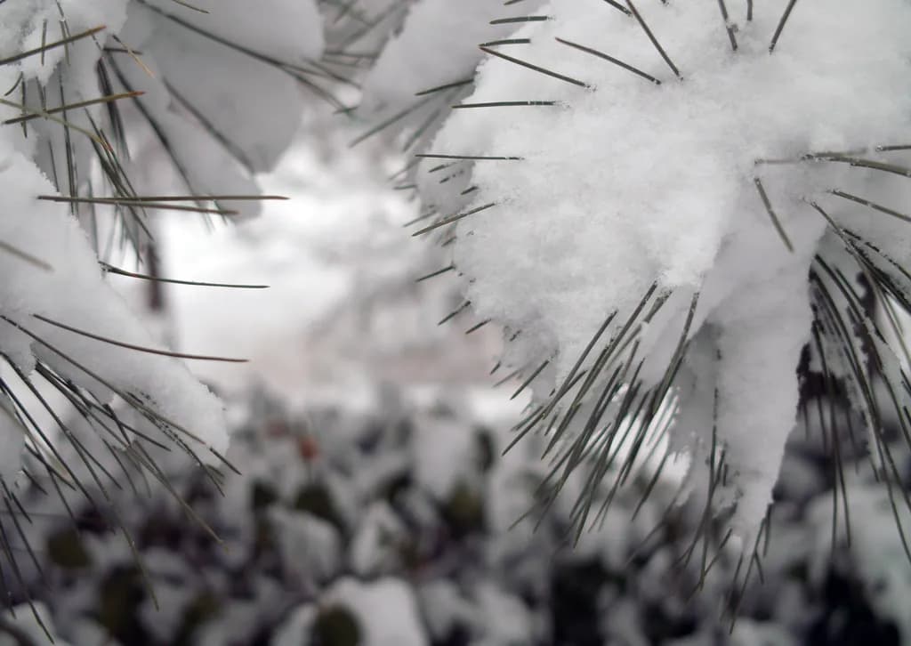 Snowy Pines
